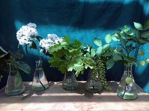 Selected cuttings from the Washington Park Arboretum (June 8 - 21, 2015)