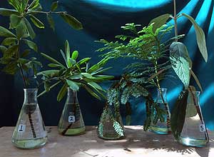 Selected cuttings from the Washington Park Arboretum (June 22 - July 5, 2015)