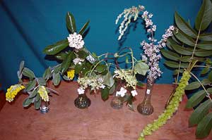 Selected cuttings from the Washington Park Arboretum for 6/4/12-6/18/12