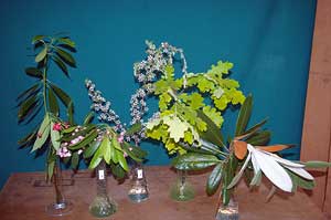 Selected cuttings from the Washington Park Arboretum (June 3 - 16, 2013)