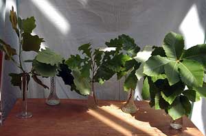 Selected cuttings from the Washington Park Arboretum (July 15 - 31, 2013)