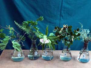 Selected cuttings from the Center for Urban Horticulture (July 20, 2015 - August 2, 2015)