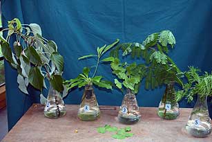 Selected cuttings from the Washington Park Arboretum <br /> (July 25 - August 7, 2016)