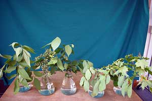 Selected cuttings from the Washington Park Arboretum (July 7 - 20, 2014)