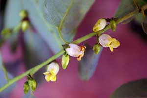 Close-up photo of Persimmon flowers