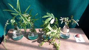 Selected cuttings from the Washington Park Arboretum (July 6 - 20, 2015)