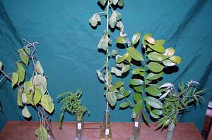 Selected cuttings from the Washington Park Arboretum (7/29/13 - 8/12/13)