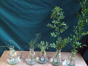 Selected cuttings from the Washington Park Arboretum (August 3 - 16, 2015)