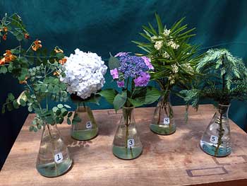 Selected cuttings from the Washington Park Arboretum (August 8 - 21, 2016)