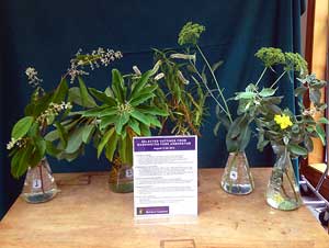 Selected cuttings from the Washington Park Arboretum (August 11 - 24, 2014)