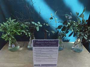 Selected cuttings from the New Zealand Forest in the Pacific Connections Garden at the Washington Park Arboretum (August 17 - 30, 2015)