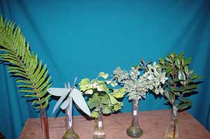 Selected cuttings from the Washington Park Arboretum for 8/20/12 - 9/3/12
