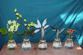 Selected cuttings from the Washington Park Arboretum (August 22, 2016 - September 5, 2016)