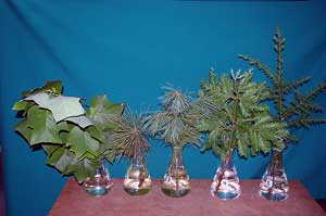 Selected cuttings from the Washington Park Arboretum (September 8 - 21, 2014)