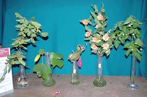 Selected cuttings from the Washington Park Arboretum (September 10-14, 2012)