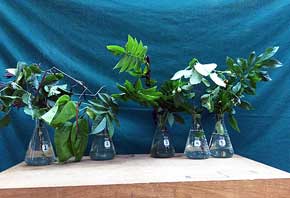 Selected cuttings from the Washington Park Arboretum (September 22 - October 6, 2014)