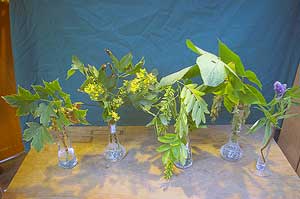 Selected cuttings from the Washington Park Arboretum (September 24-October 8, 2012)