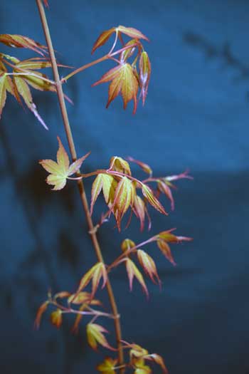 Close-up of Acer palmatum 'Katsura'