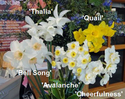 daffodils_4_5_10 April cutting at CUH