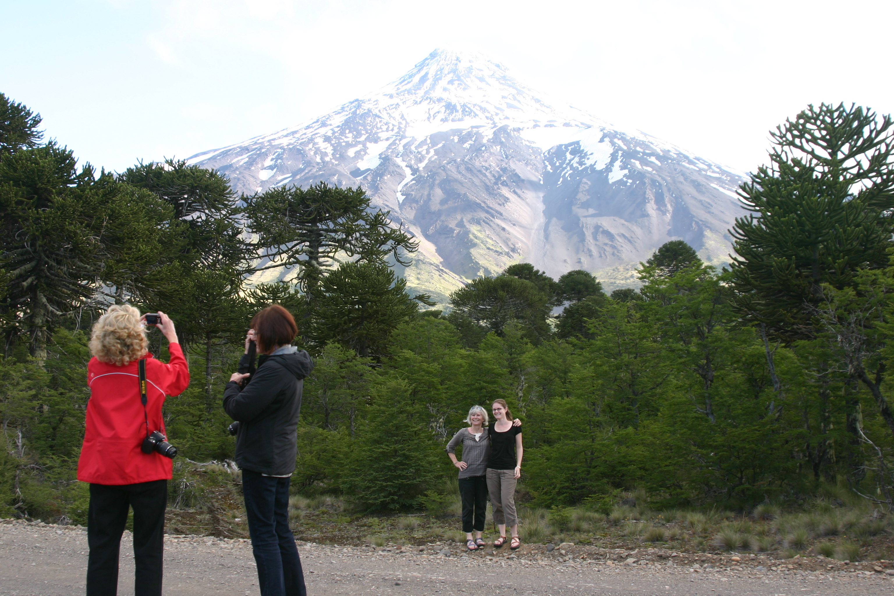 Araucaria Araucaria photo by S. Reichard