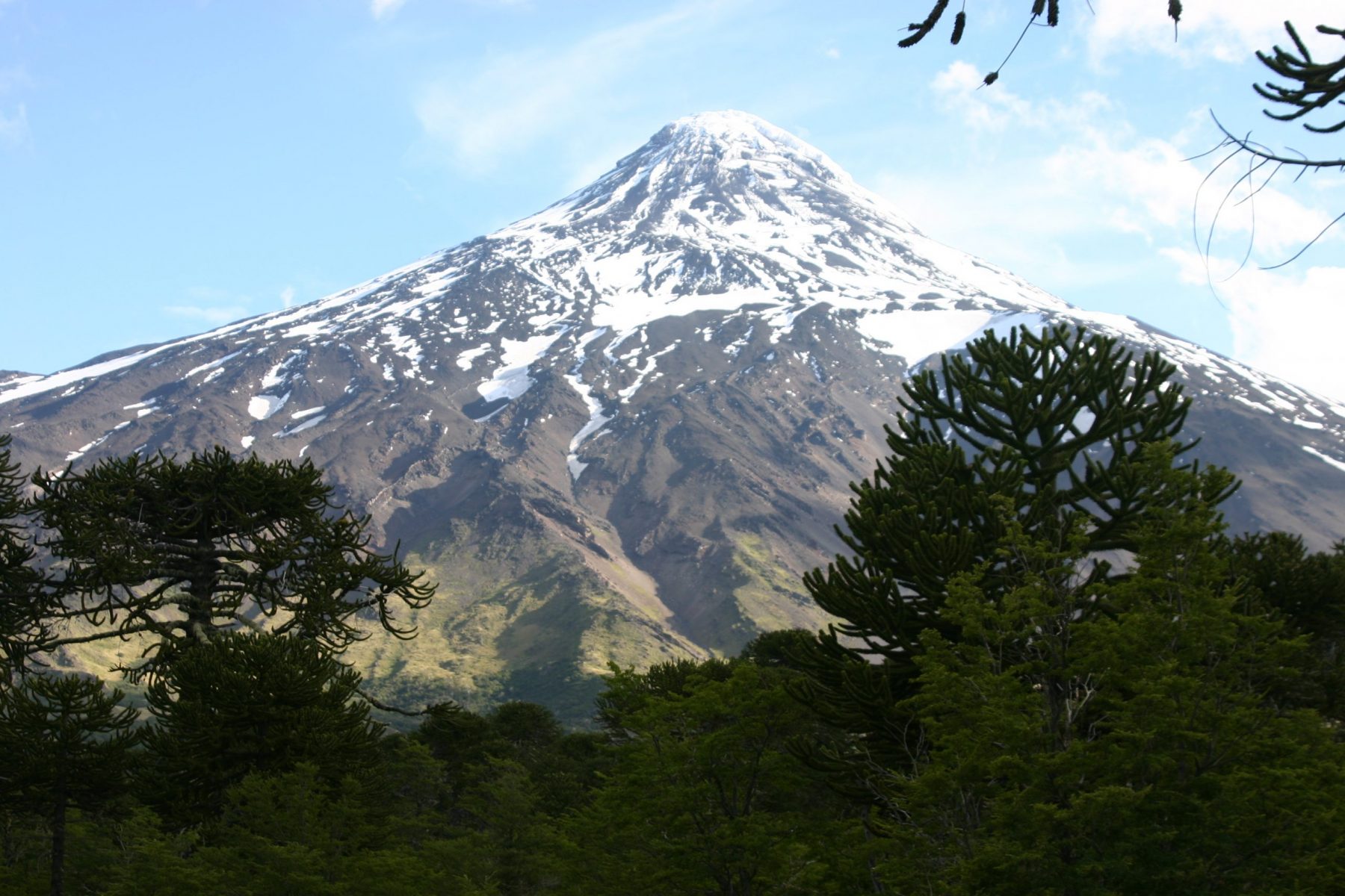 Araucaria forest in Chile by S. Reichard