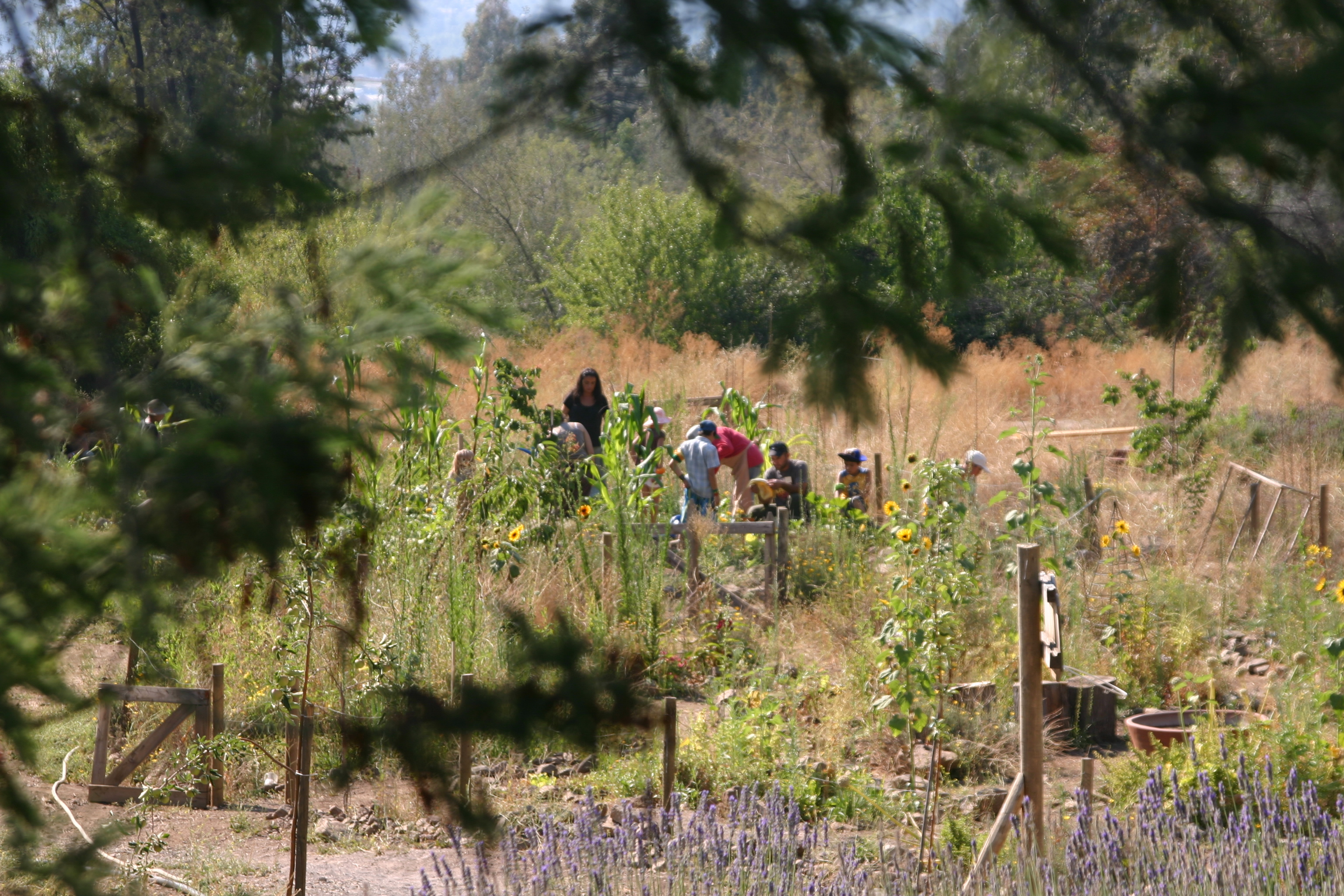 Children at the Herbarium in Santiago by S. Reichard Herbarium in Santiago photo by S. Reichard