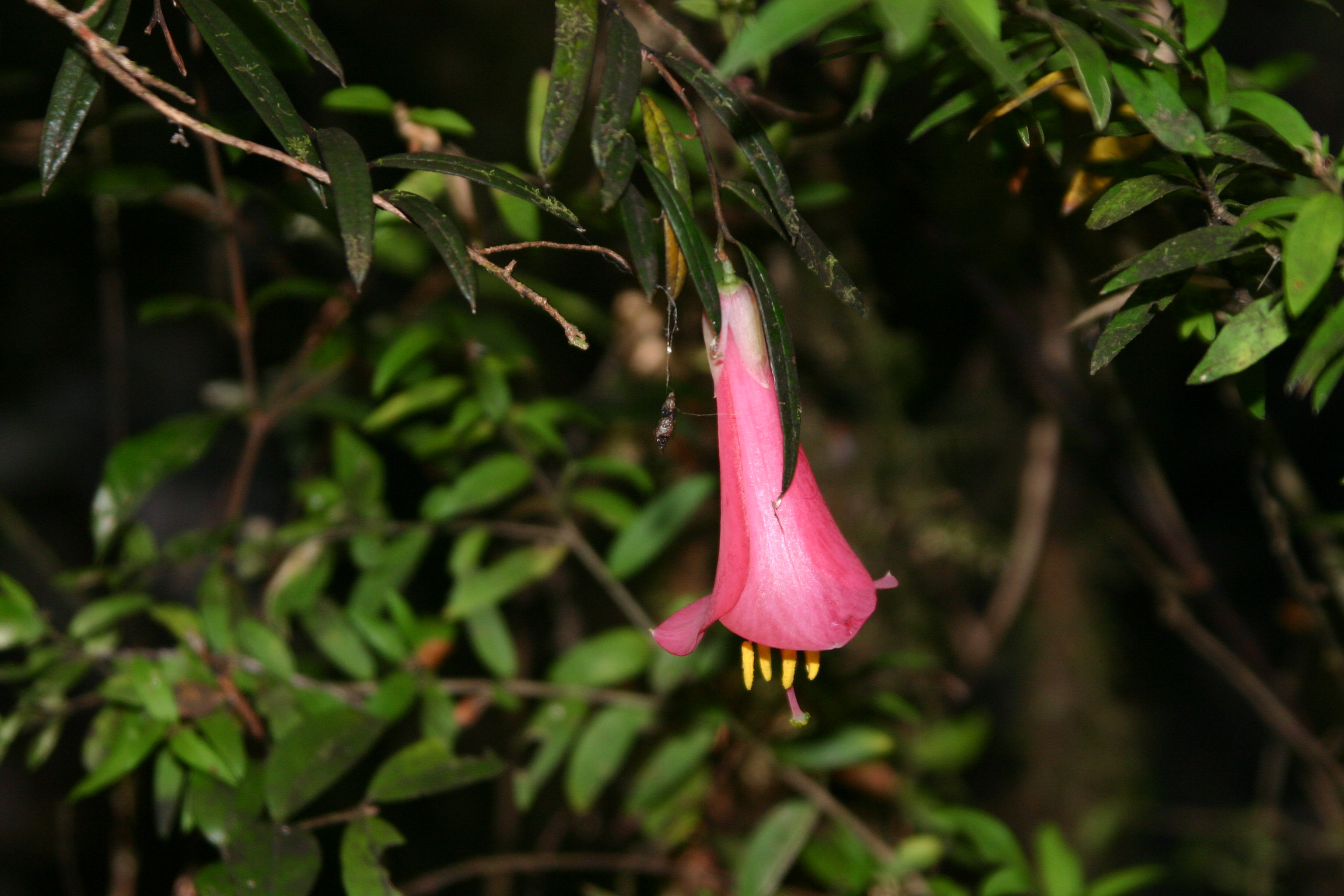 Philesia magellanica by S. Reichard Philesia magellanica photo by S. Reichard