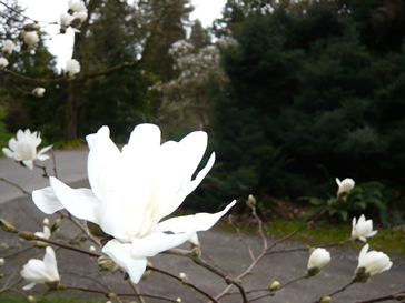 Magnolia by L. Thornberg