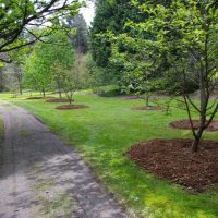 Bodacious Tree Rings in Sorbus Collection