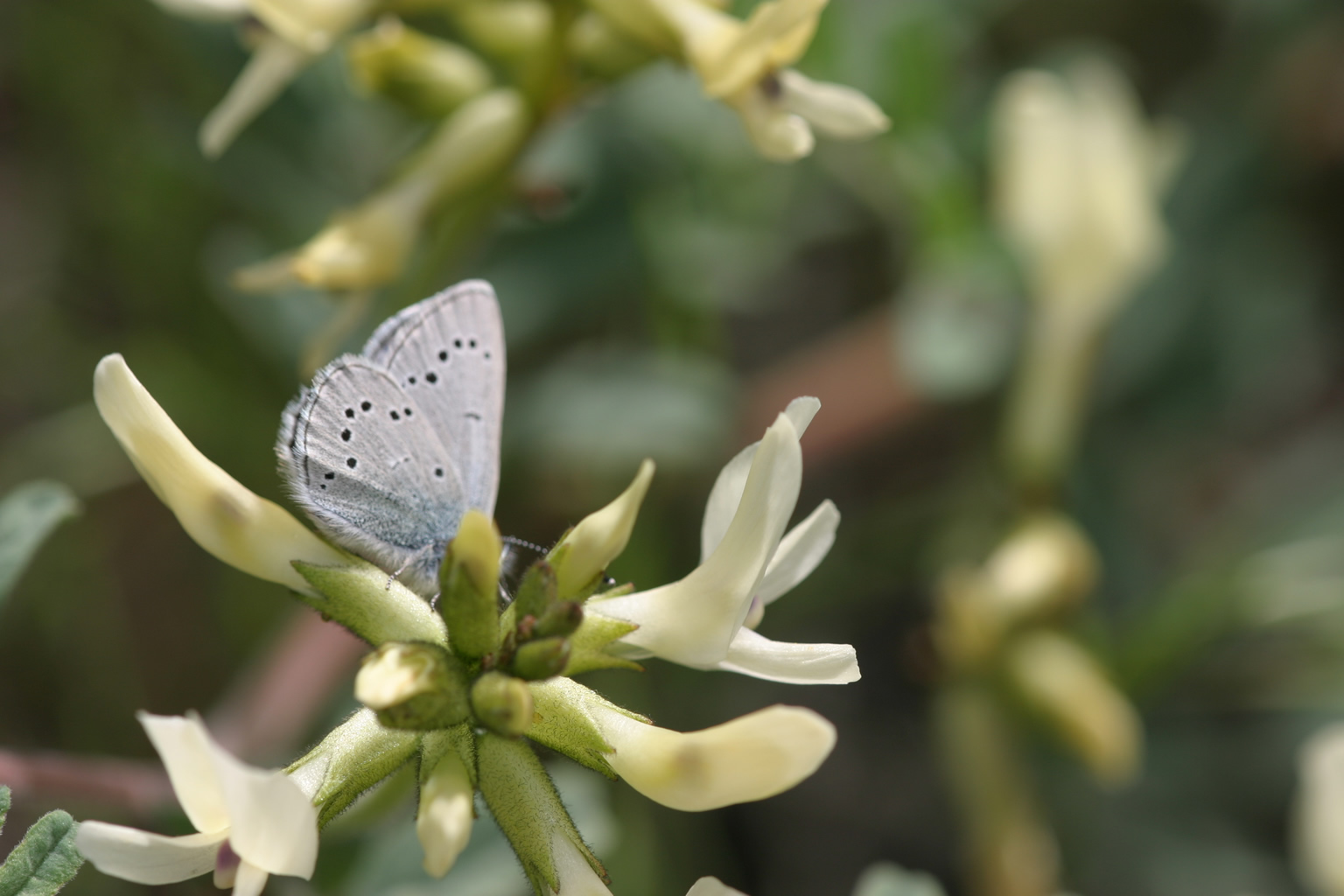 Astragalus_sinuatus_with Silvery_Blue by Julie Combs Astragalus sinuatus photo