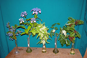 Selected cuttings from the Washington Park Arboretum from 7/23/12 - 8/5/12