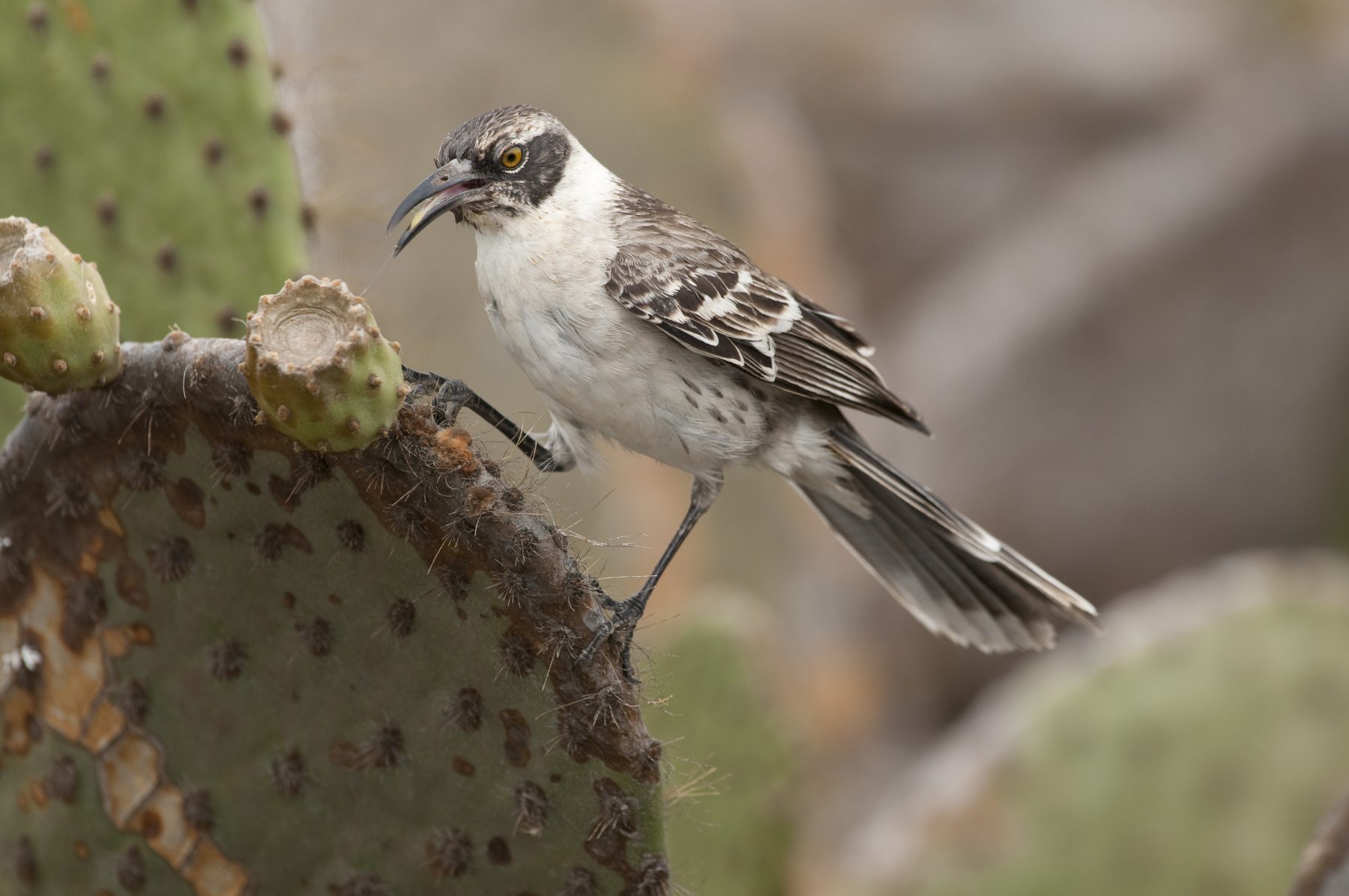 Mockingbird photo by Reinier Munguia