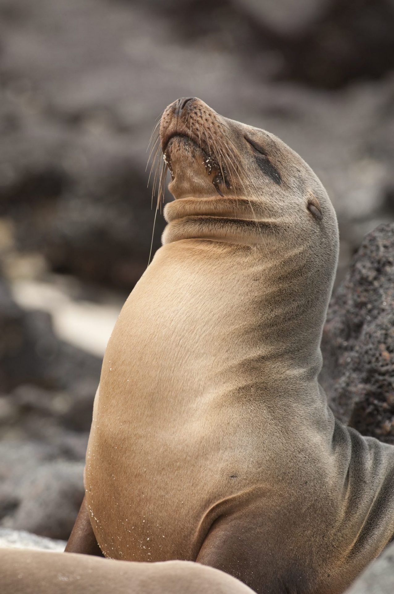 sea lion by Reinier Munguia