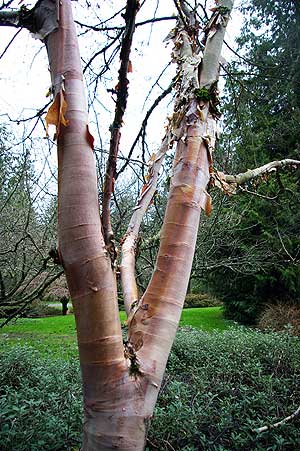 Photo of Betula albo-sinensis var. septentrionalis (Chinese Red Birch) trunk