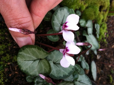 Cyclamen coum portrait