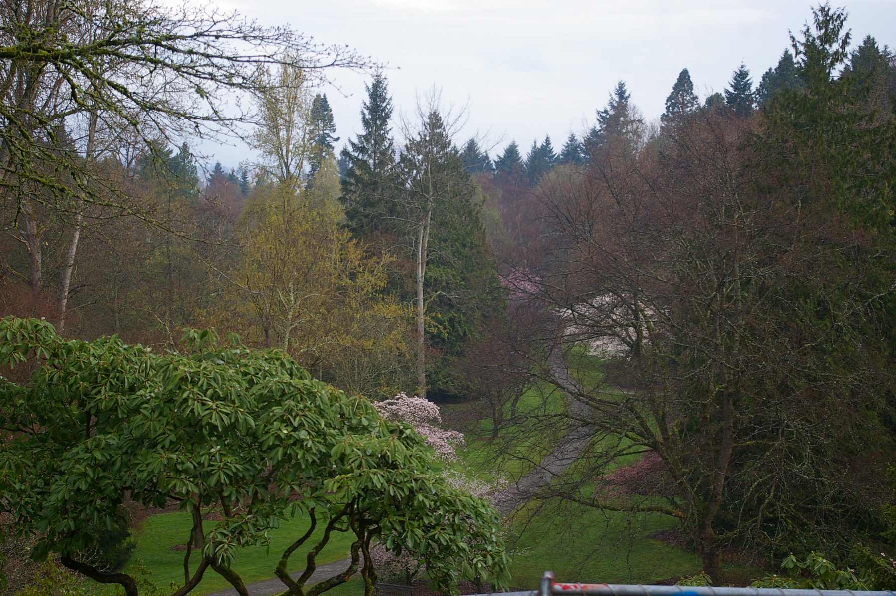 Reclaimed View of Azalea Way from Lookout