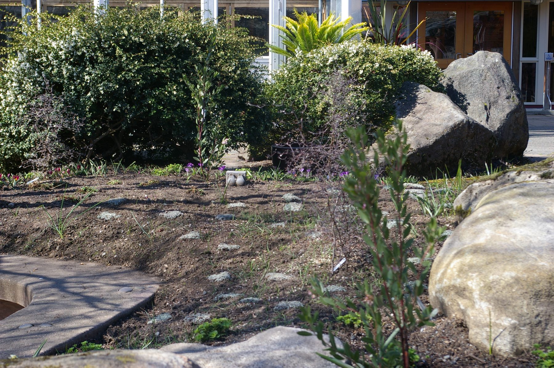McVay Courtyard Raoulia australis grndcvr