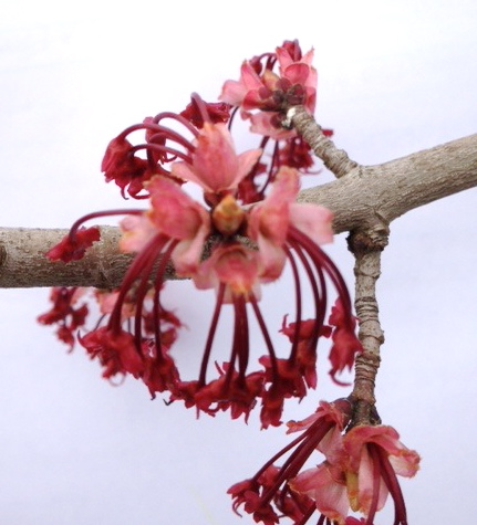 acer rubrum flower