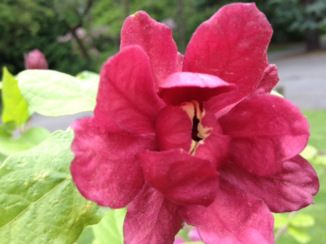 Calycanthus x raulstonii 'Hartlage Wine'
