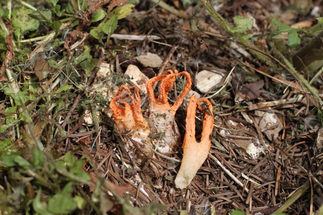 A stinkhorn fungus discovered by our mushroom taxa team Saturday afternoon.