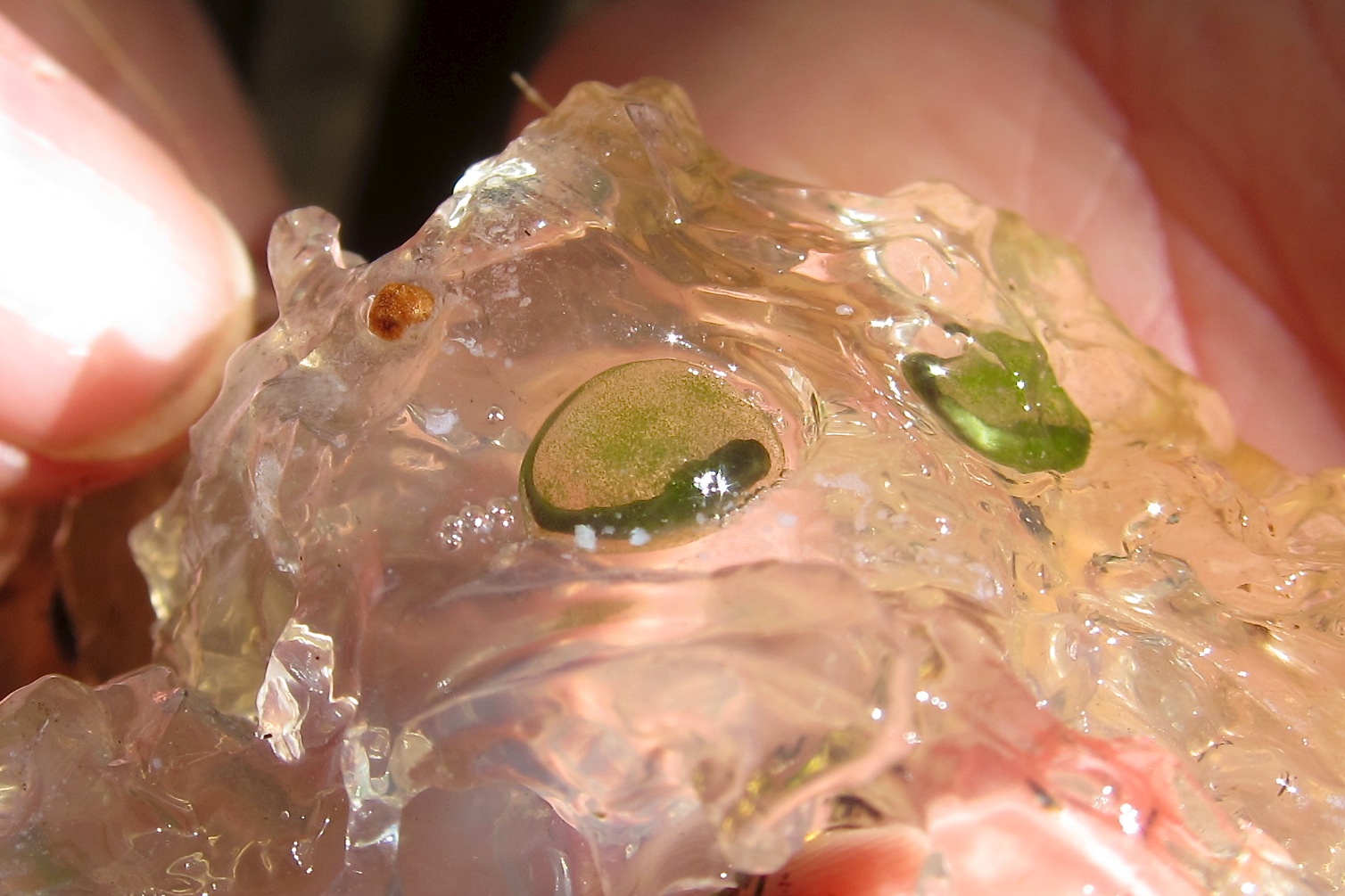 Northwestern Salamander eggs discovered by our guest herpetologists from the PNW Herpetological Society.