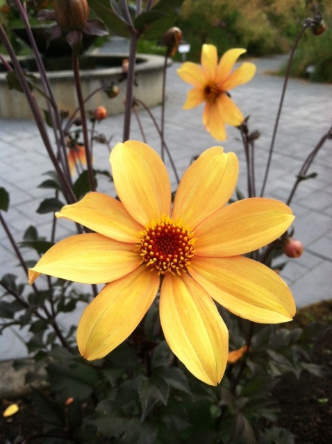 Dahlia 'Bishop of York'