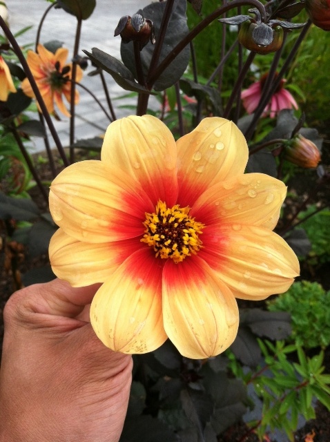 Dahlia 'Moonfire' 