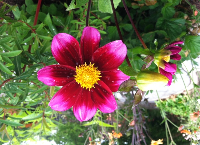 Dahlia 'Bashful'