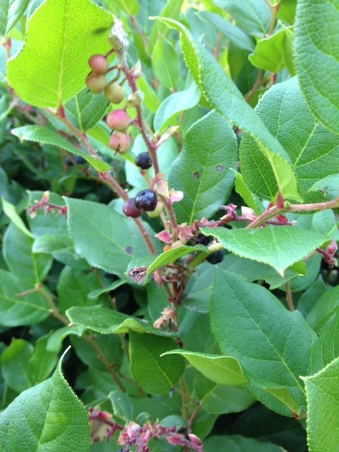 Gaultheria shallon