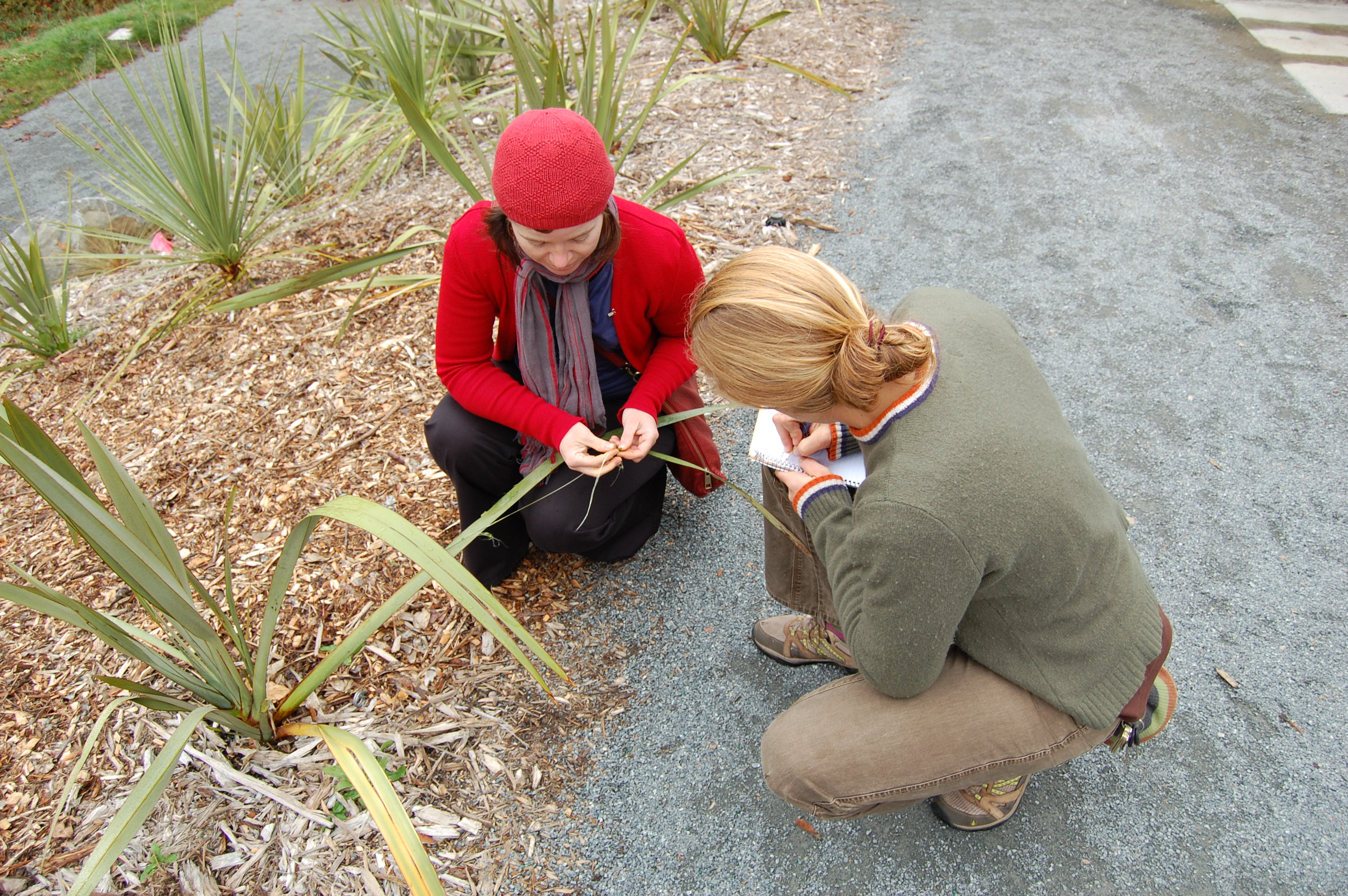 Bec shows Kathleen how the Maori harvest Muka, the inner fibers of Harakeke (Phormium tennax) to be used in the fabrication of various fibers used as rope, roofs, shoes, etc.