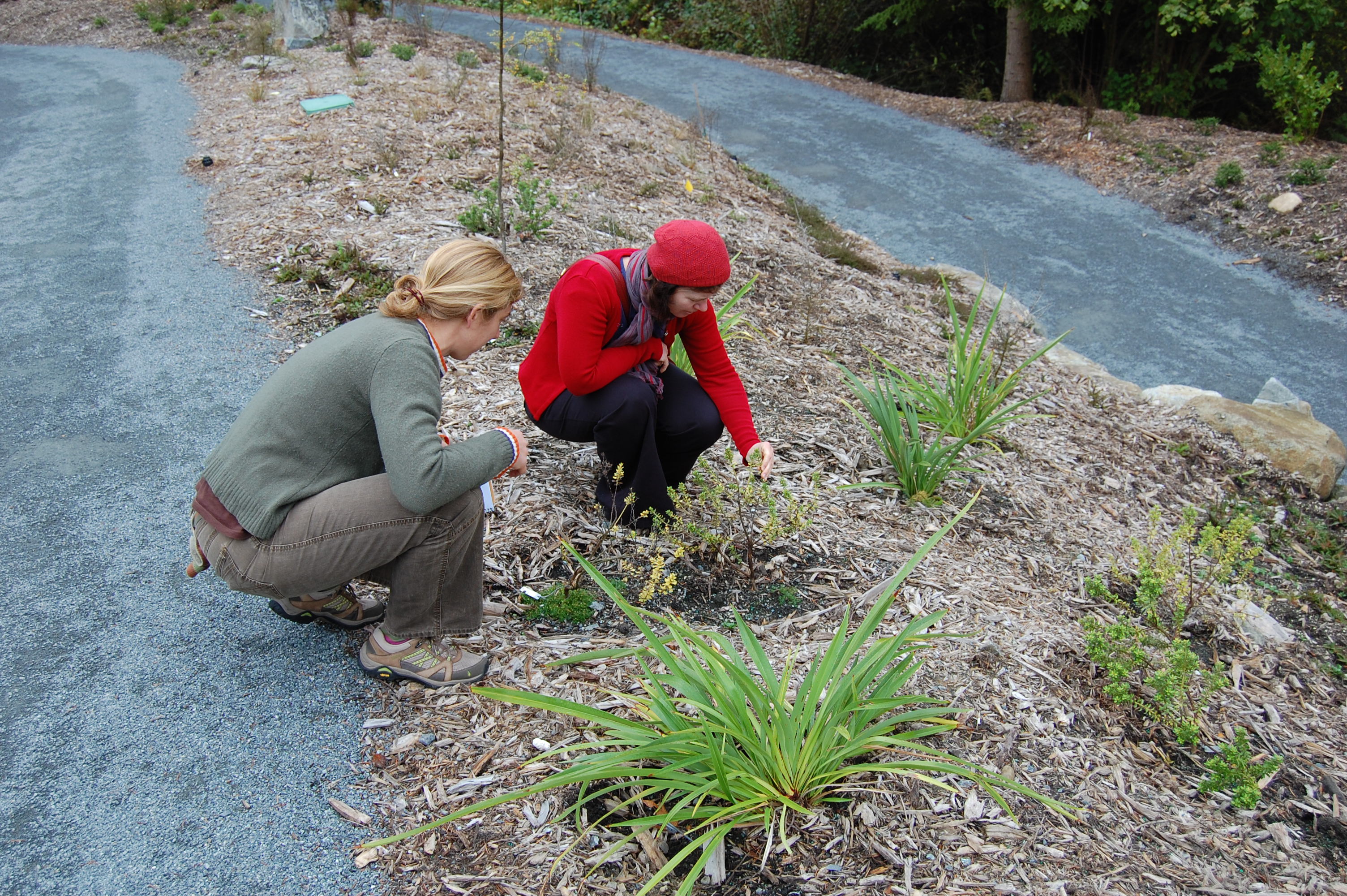 Bec helps Kathleen assess the health of Olearia nummulariifolia in the NZ forest