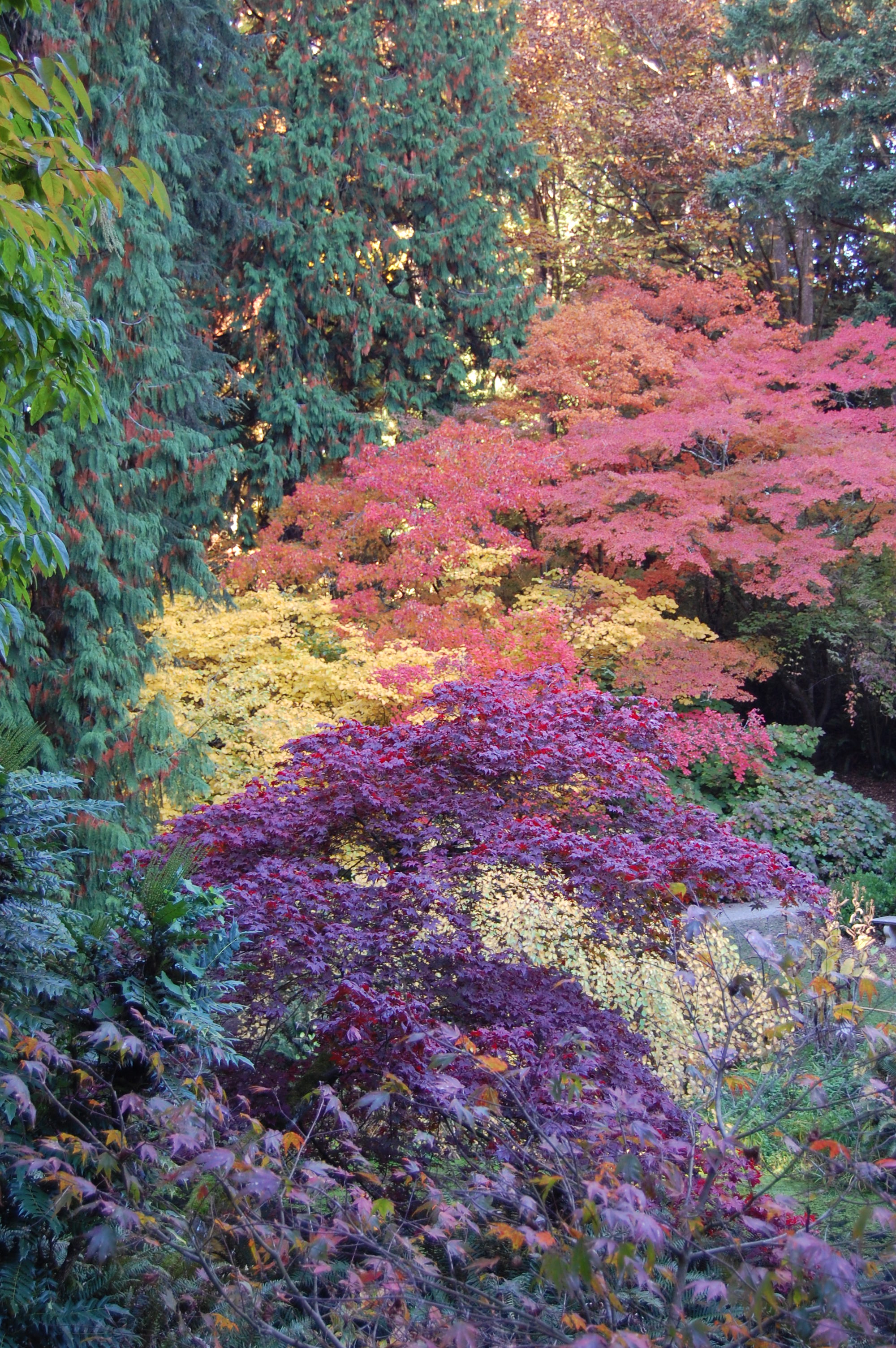 View from the woodland garden...deciduous trees are rare in New Zealand so Bec was delighted by our spectacular fall color