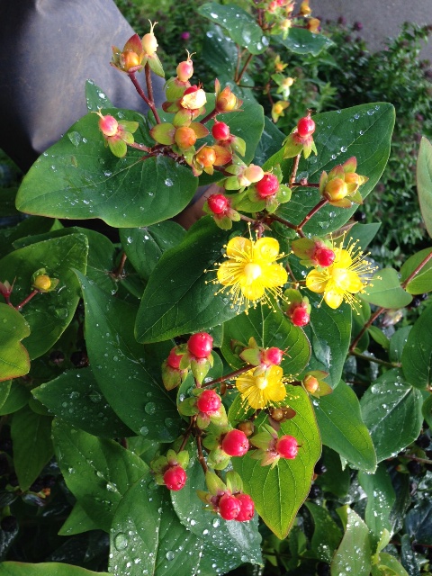 Hypericum 1