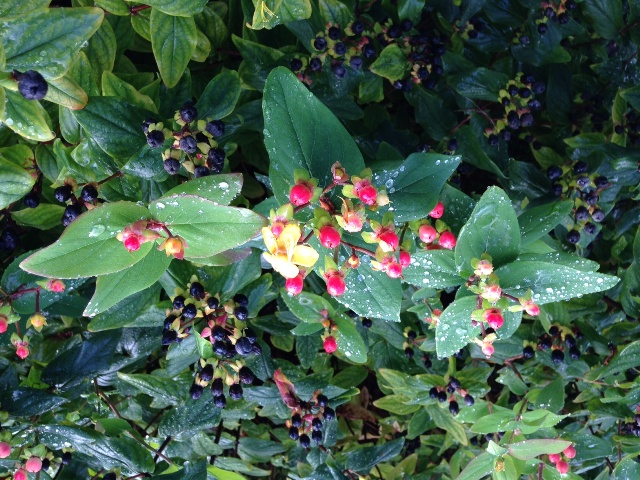 Hypericum 2